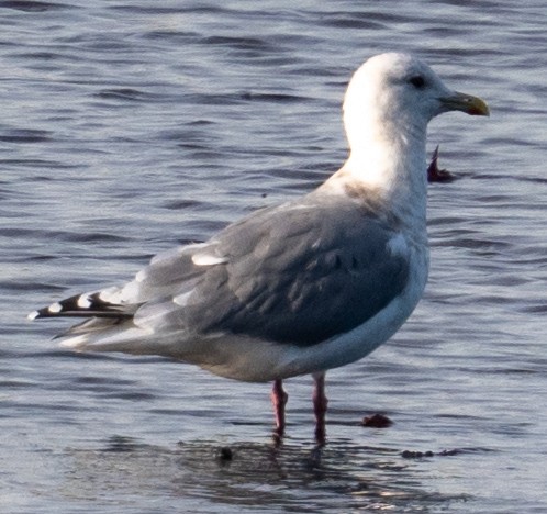 Iceland Gull (Thayer's) - ML646152963