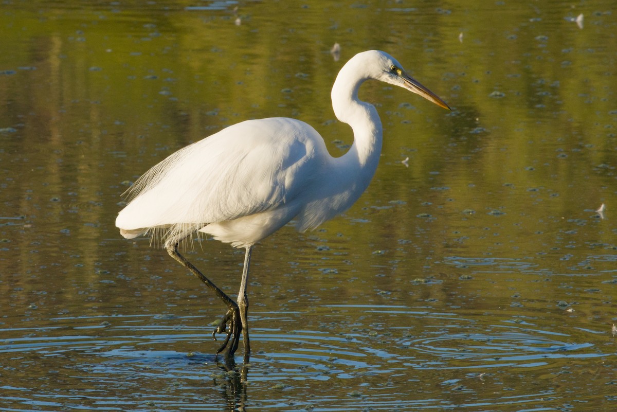 לבנית גדולה - ML646152966