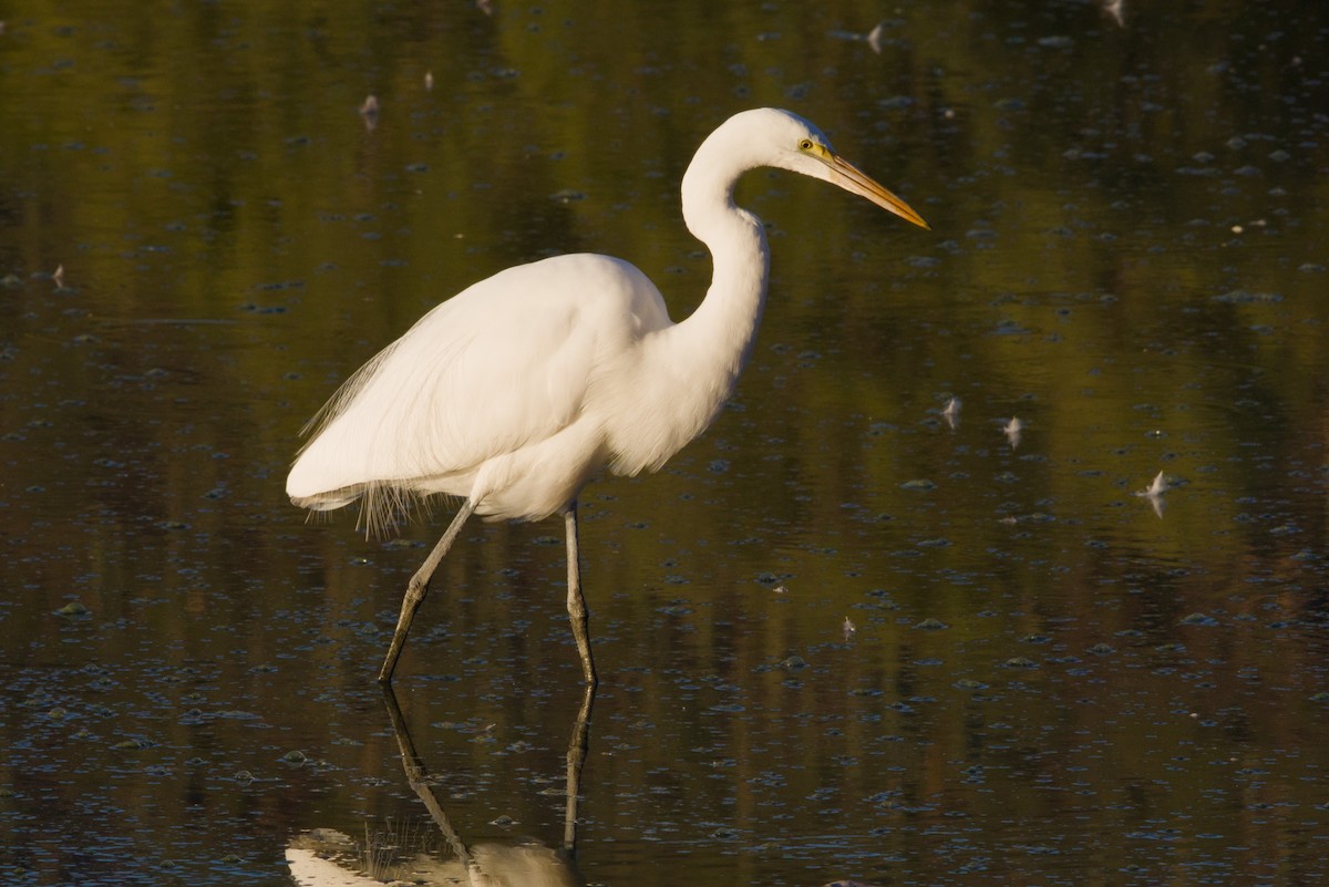 לבנית גדולה - ML646152972