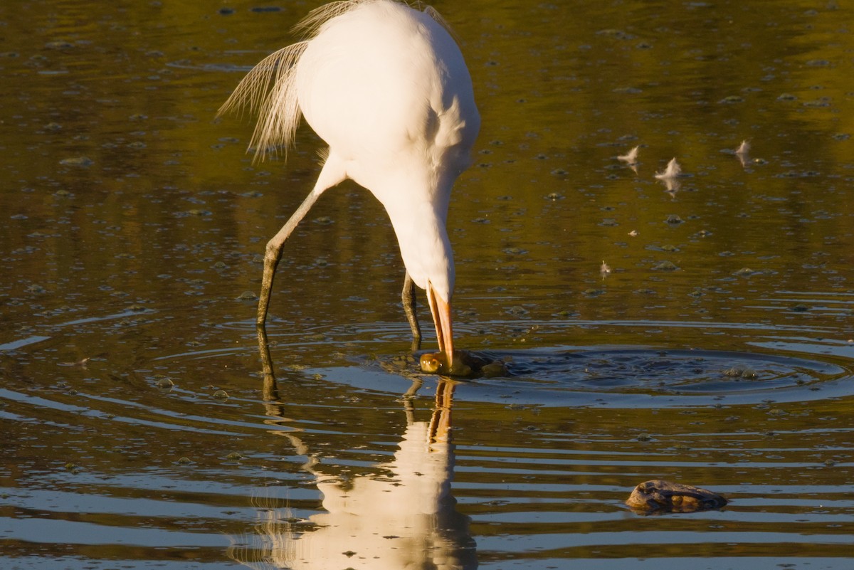 לבנית גדולה - ML646152977