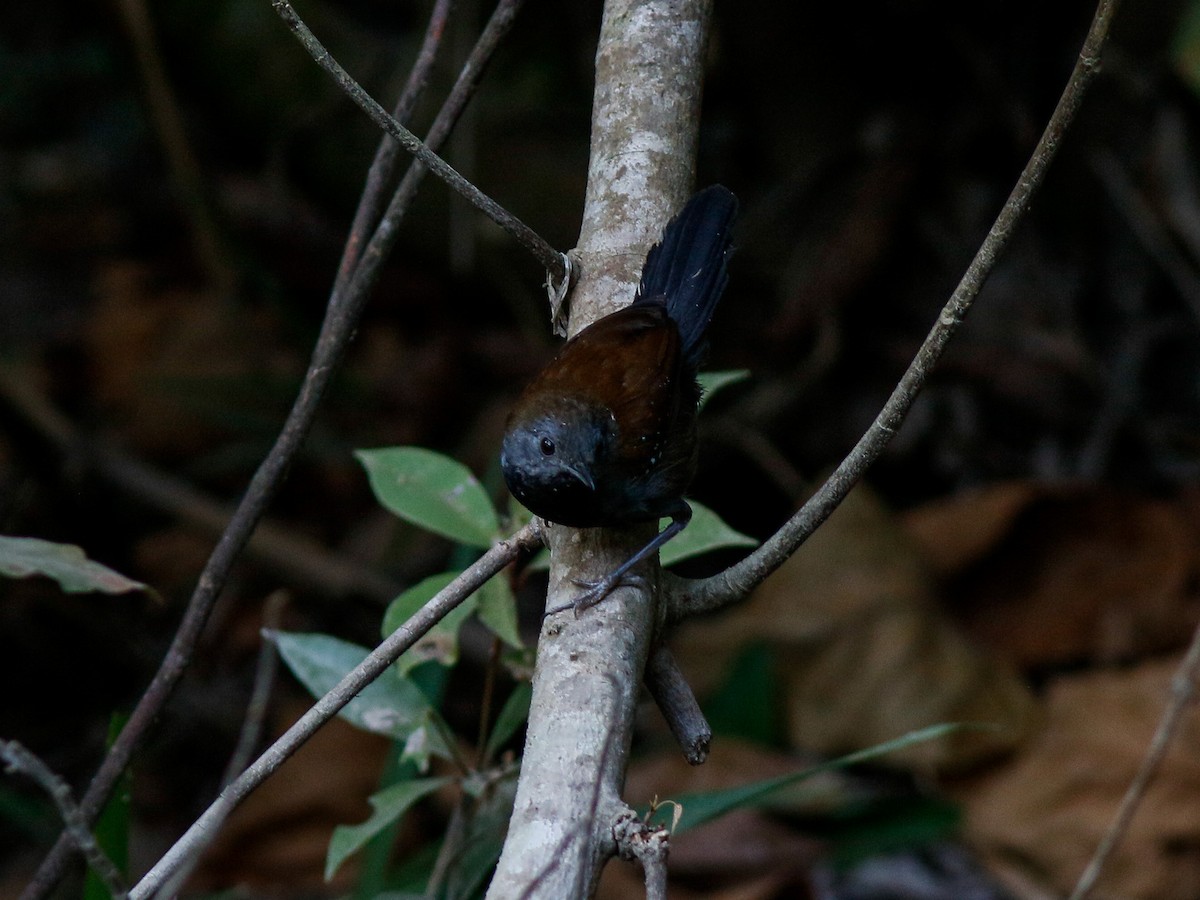 Black-throated Antbird - ML646152980