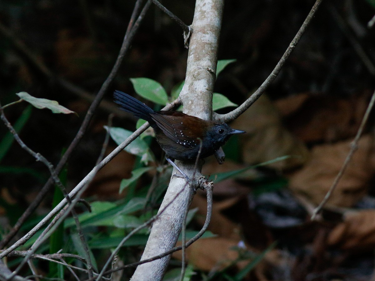 Black-throated Antbird - ML646152981