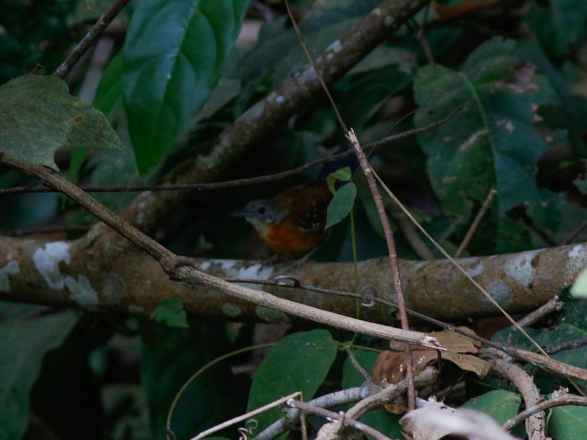 Black-throated Antbird - ML646152982