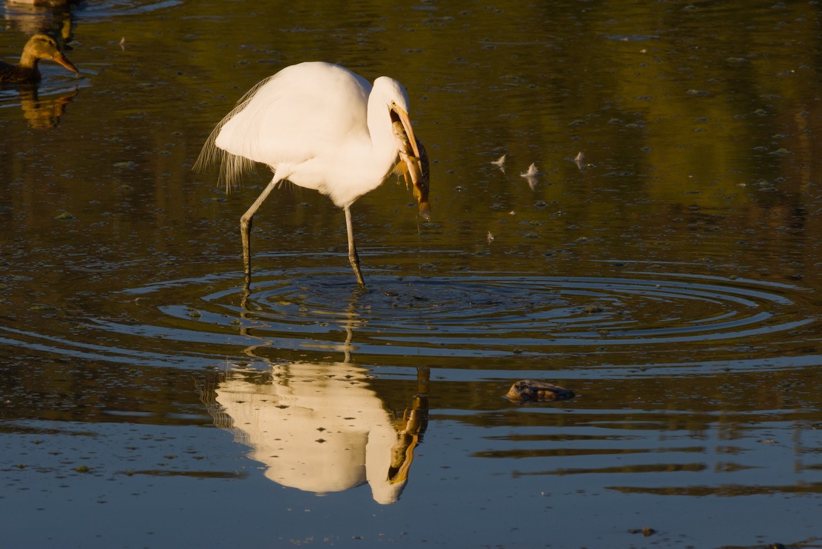 לבנית גדולה - ML646152983