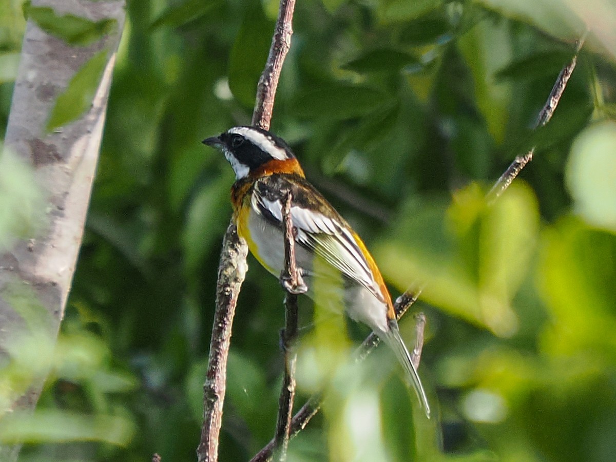 Western Spindalis - ML646152984