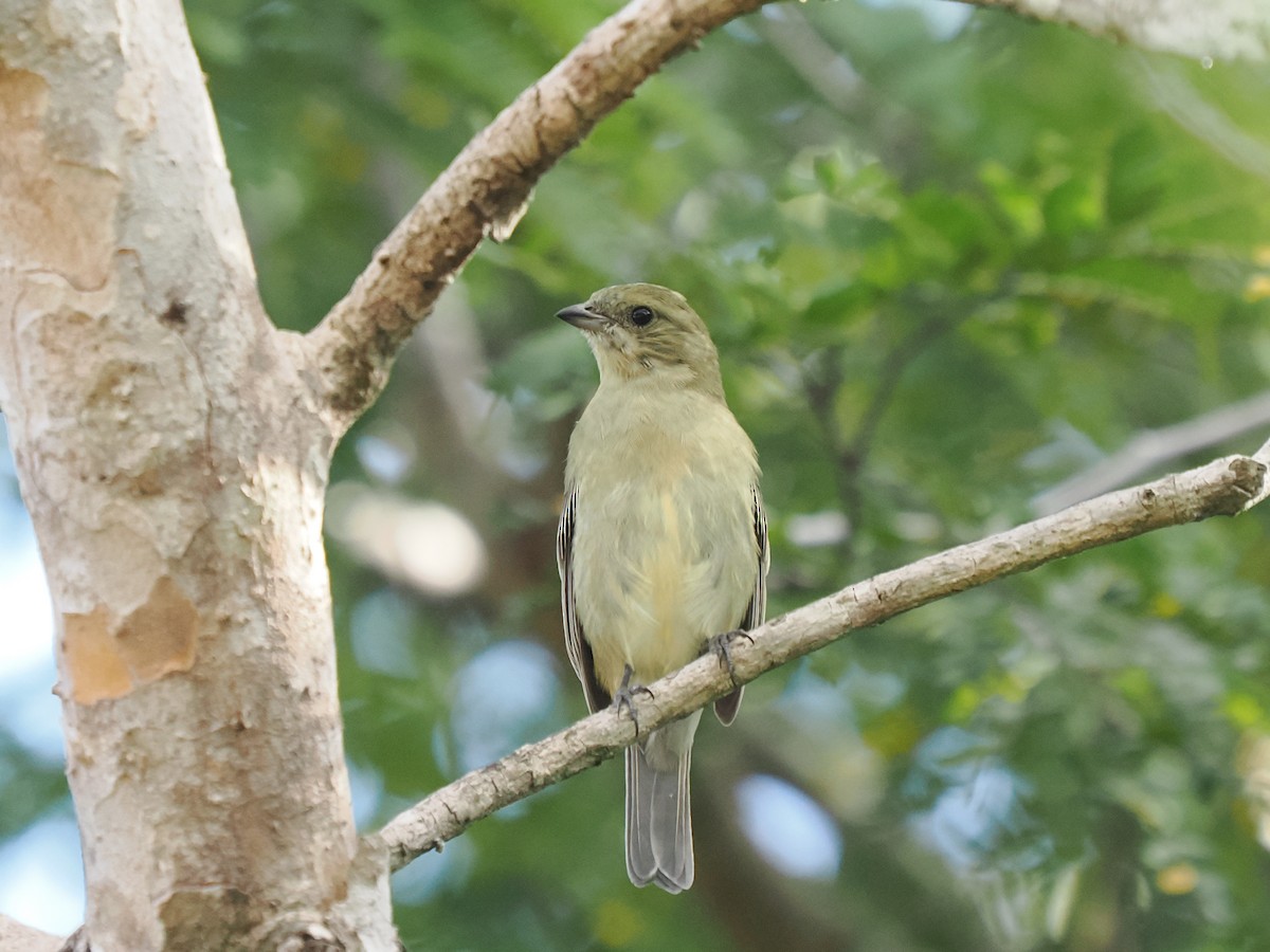 Western Spindalis - ML646152986