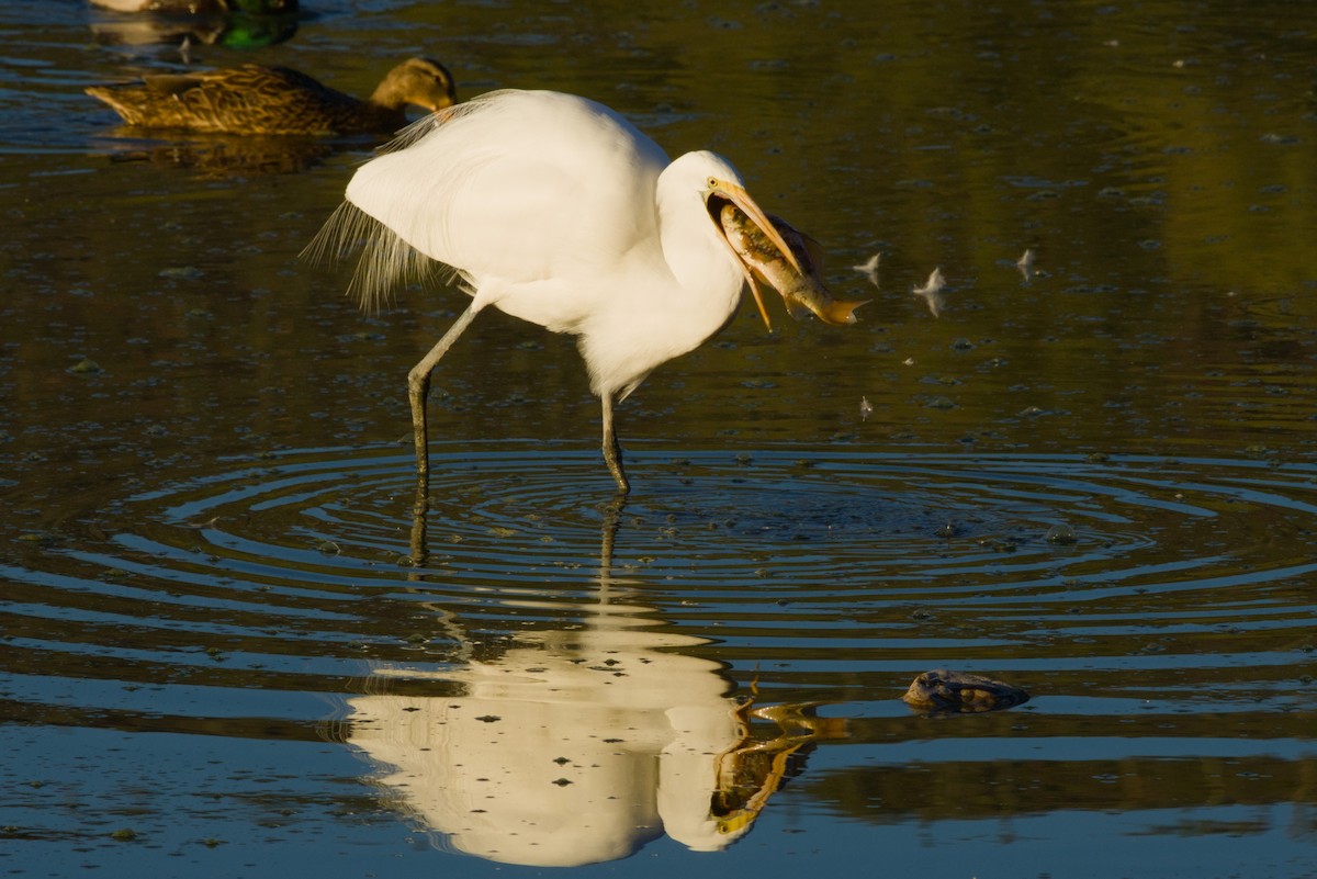 לבנית גדולה - ML646152987