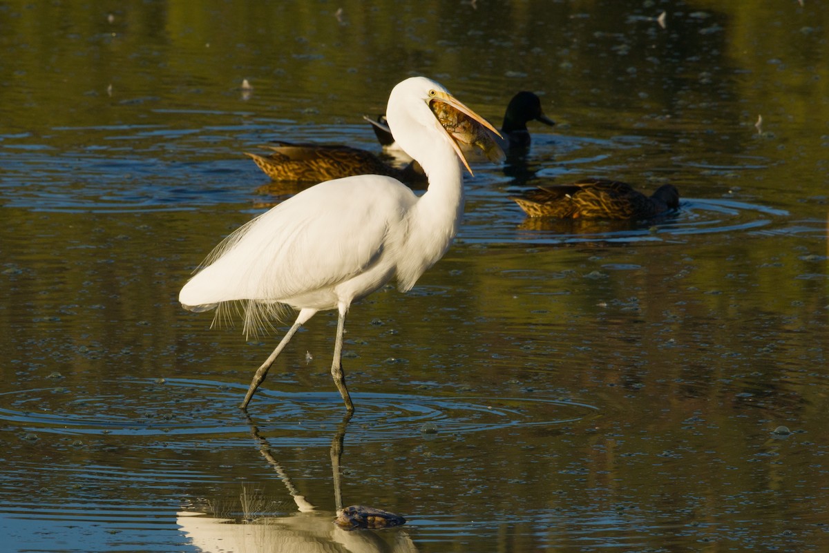 לבנית גדולה - ML646152989