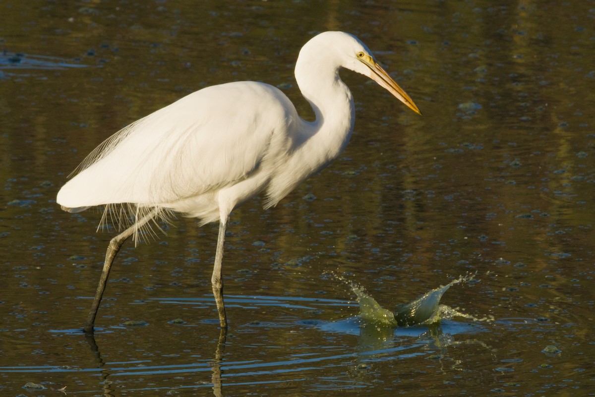 לבנית גדולה - ML646152994