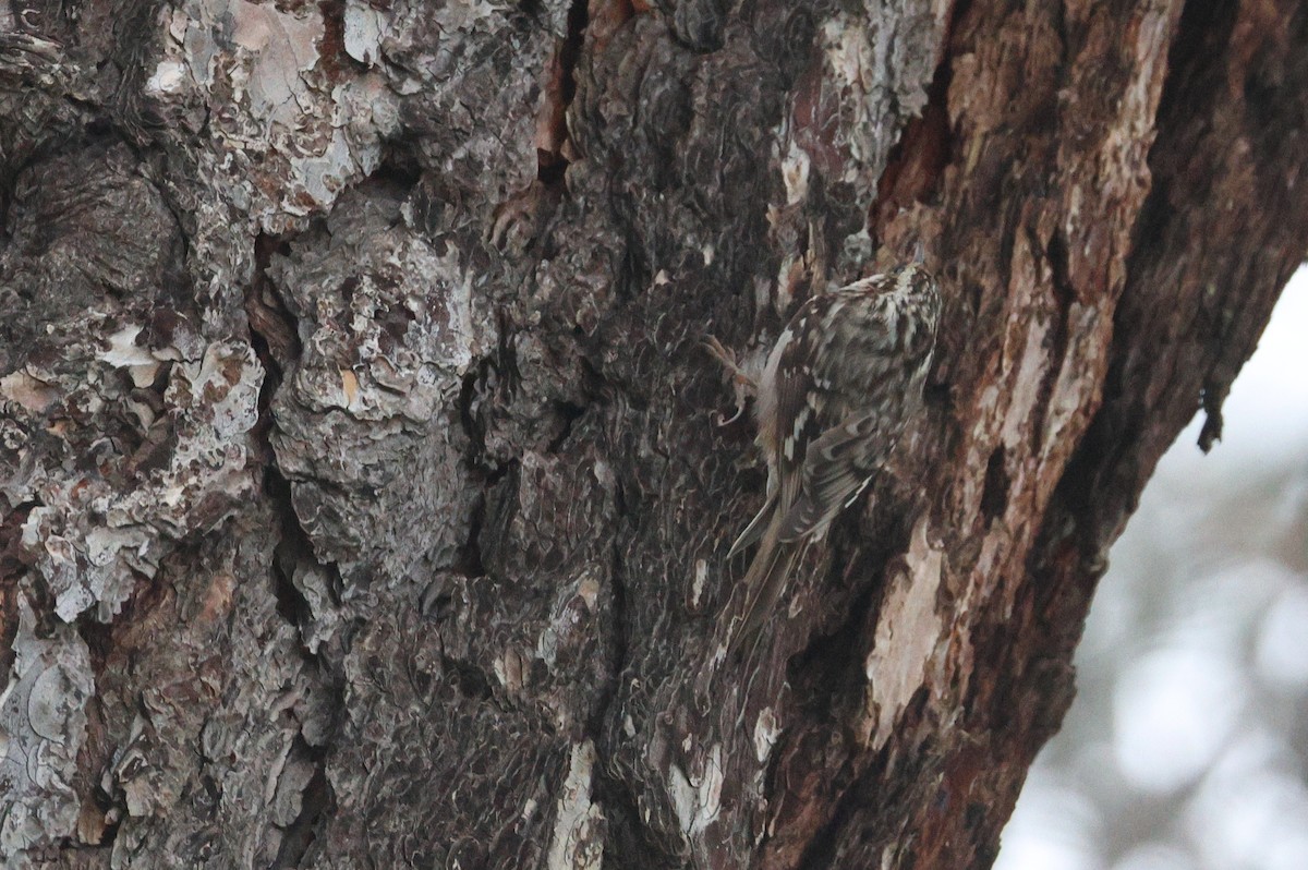Brown Creeper - ML646153002