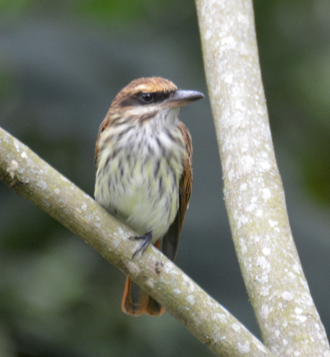 Streaked Flycatcher - ML646153003