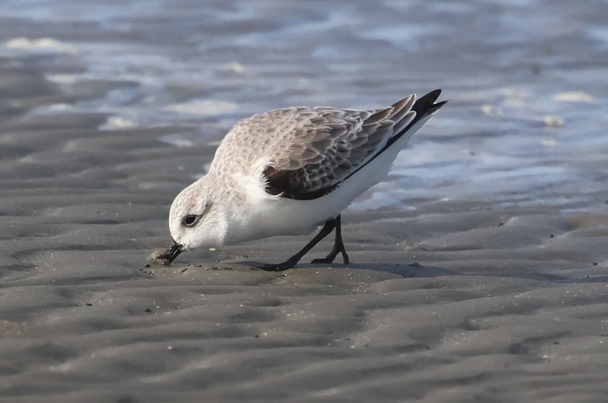 Sanderling - ML646153004