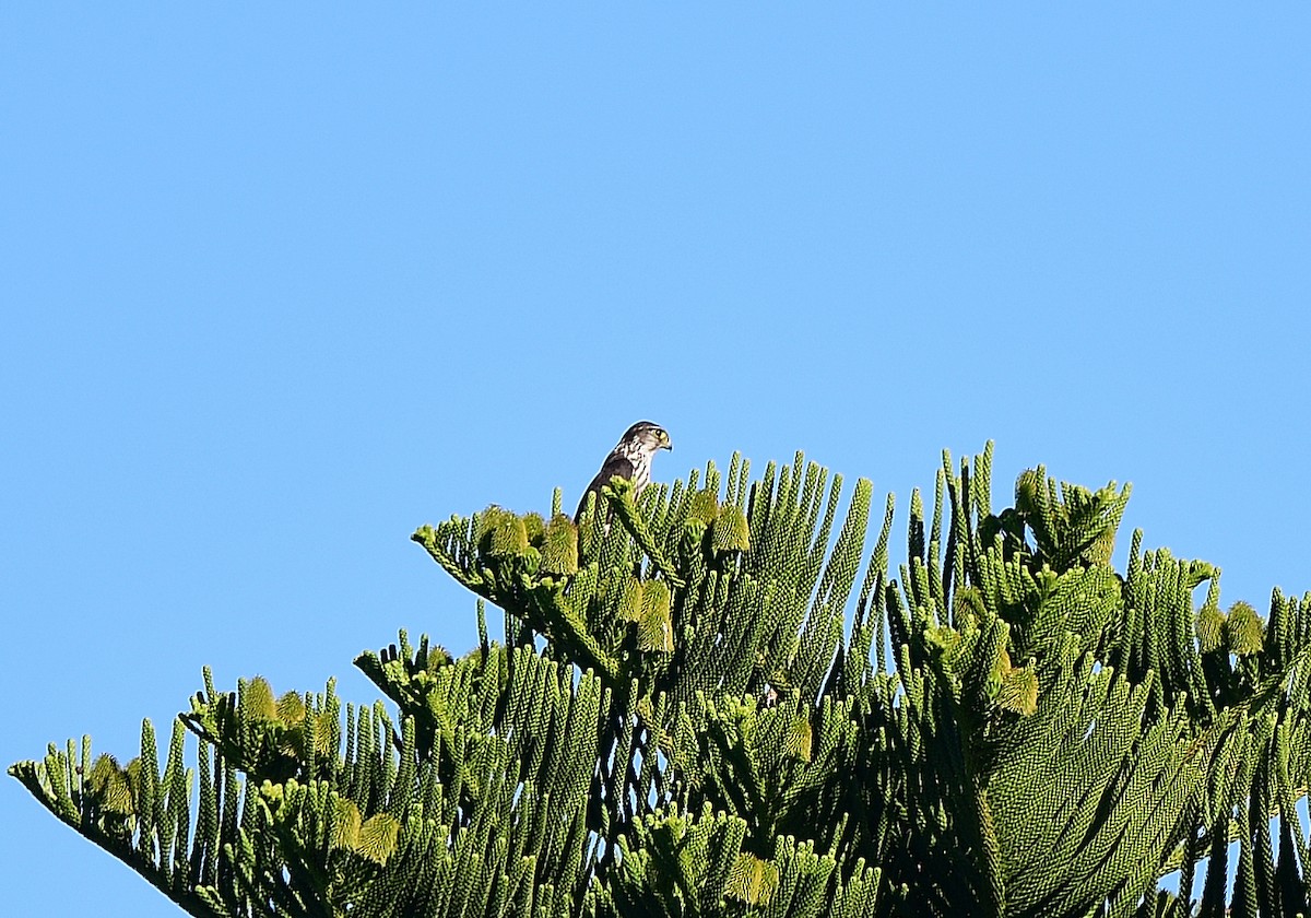 Smeriglio - ML646153015