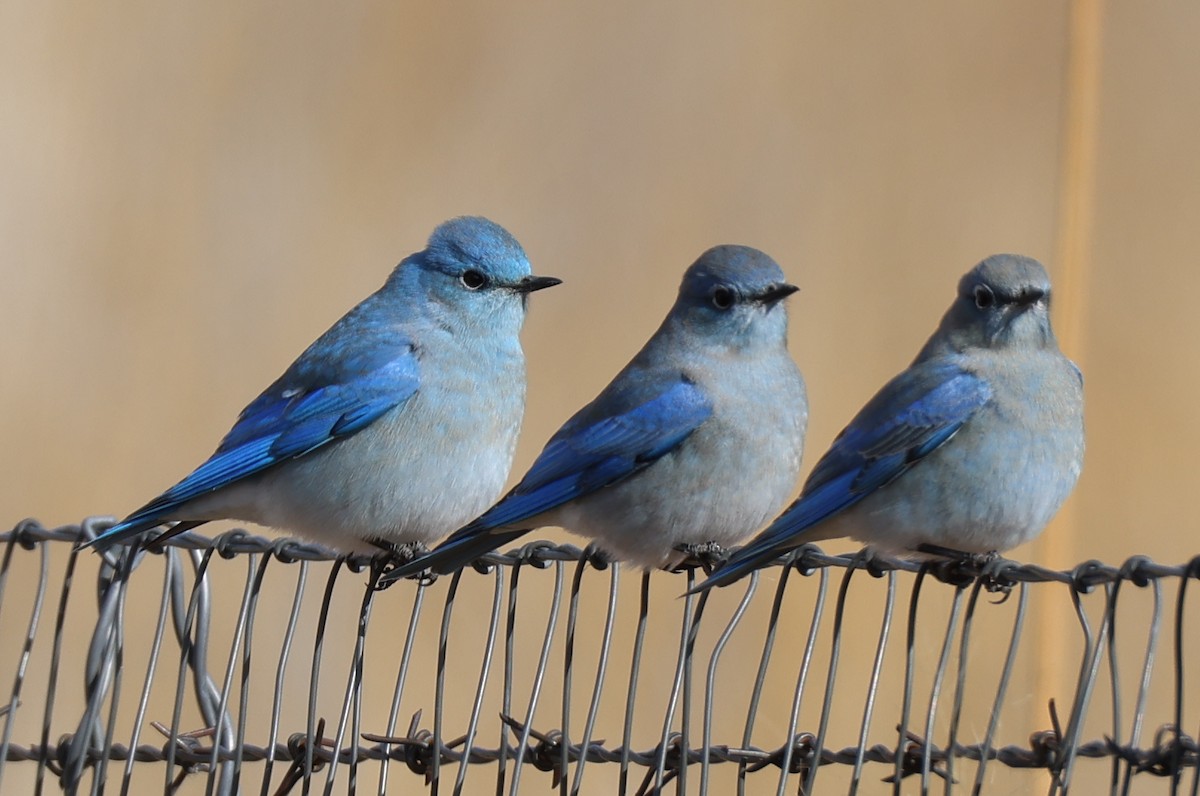 Mountain Bluebird - ML646153016