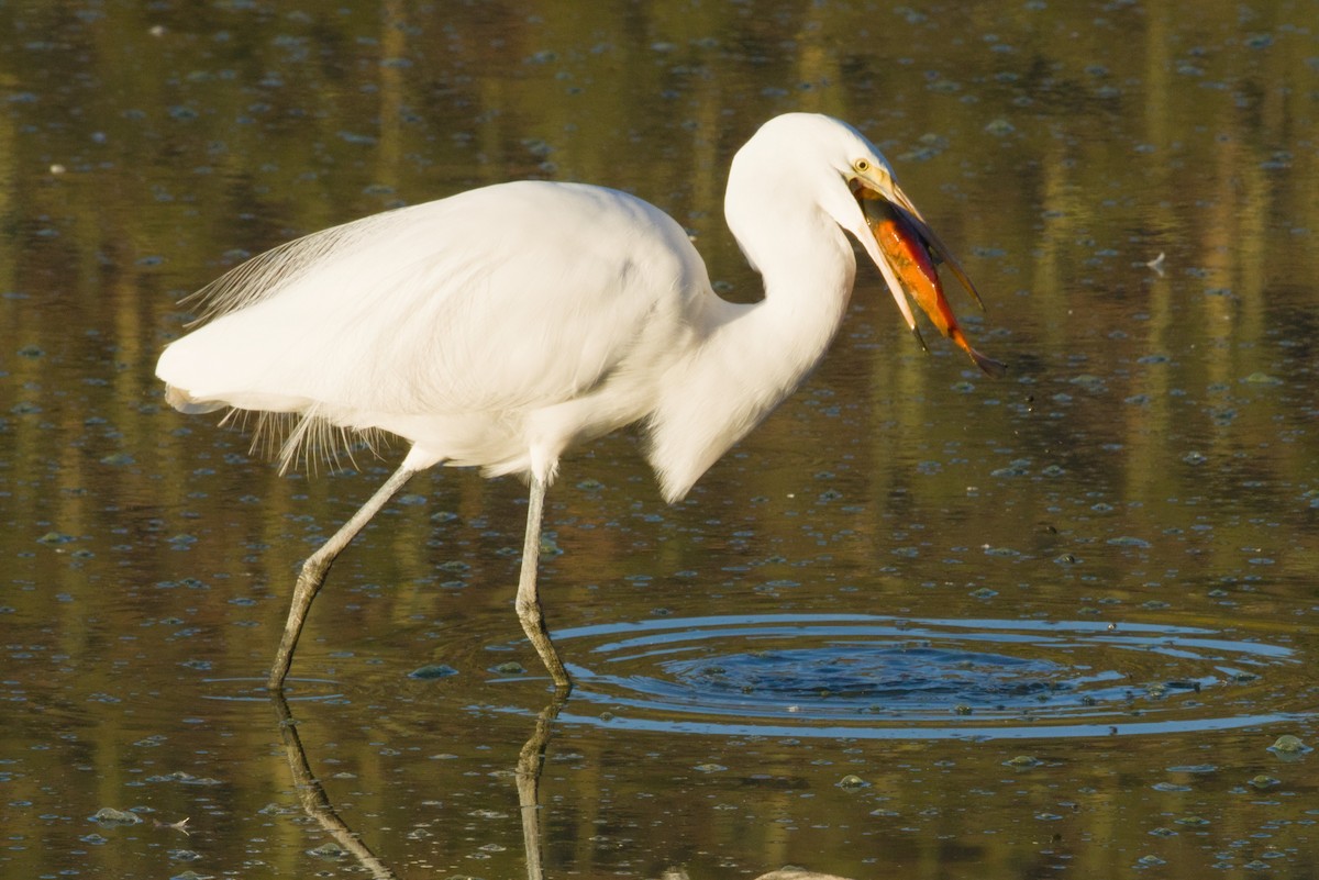 לבנית גדולה - ML646153018