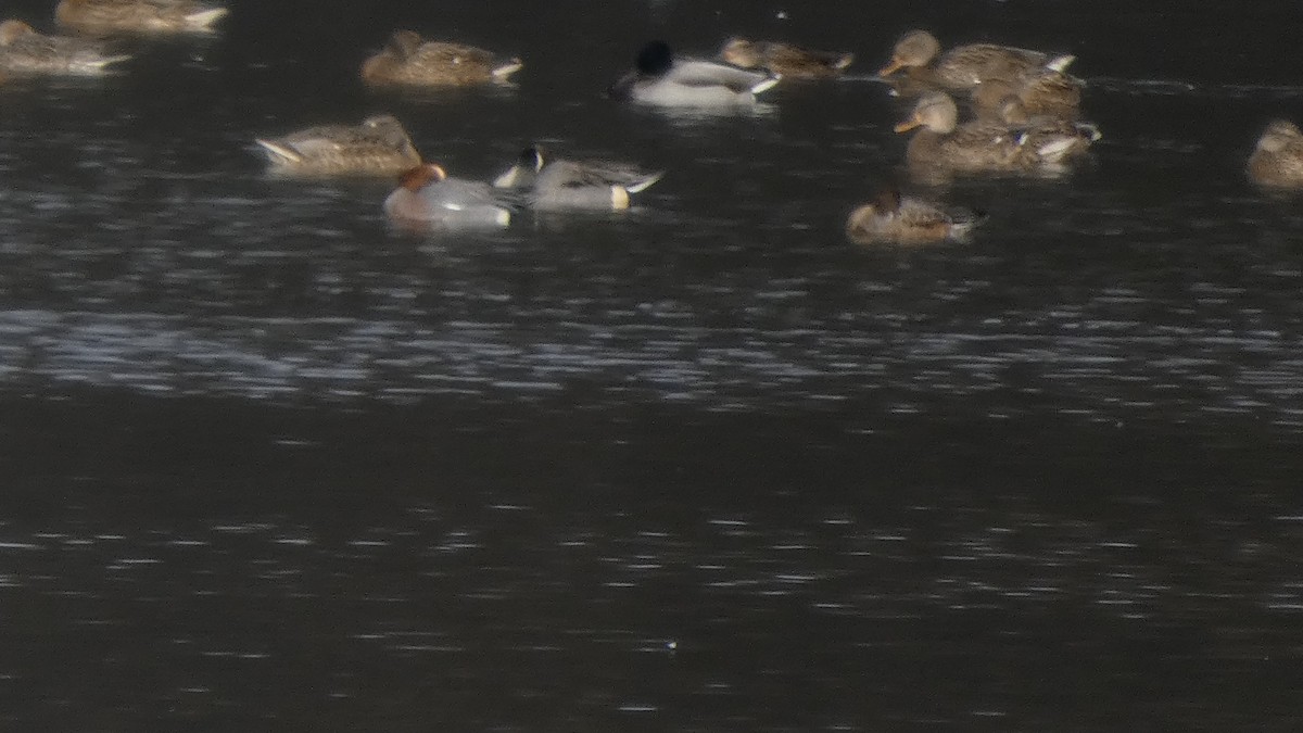 hvízdák eurasijský - ML646153019