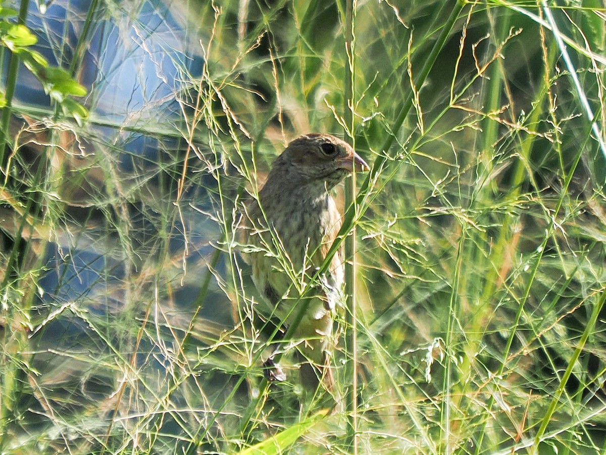 גיבתונית כחולה - ML646153026