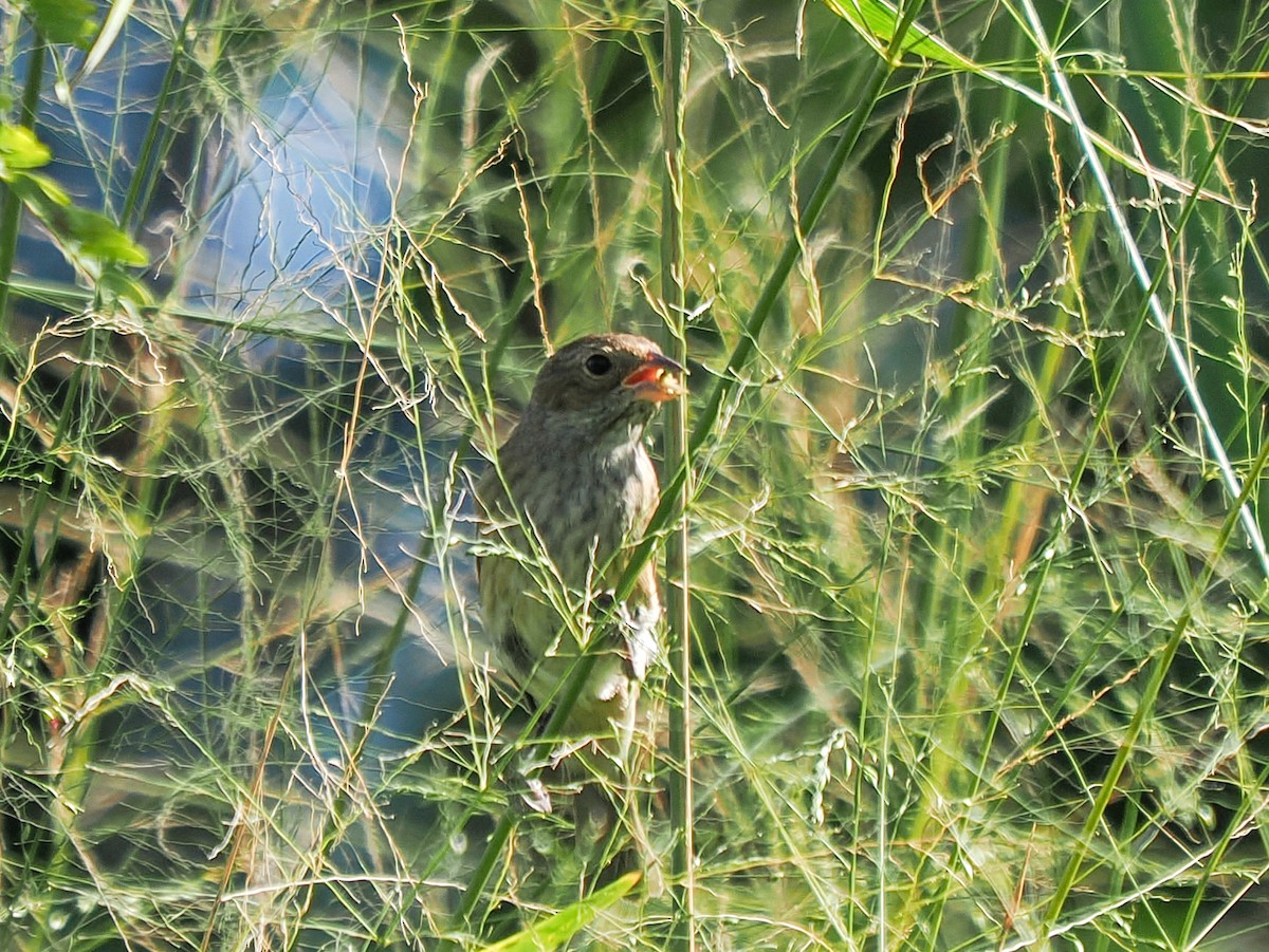 גיבתונית כחולה - ML646153027
