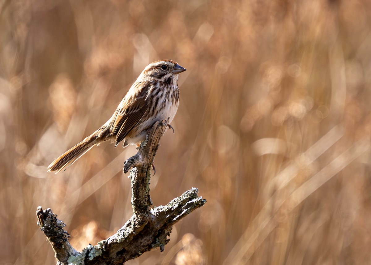 Song Sparrow - ML646153040
