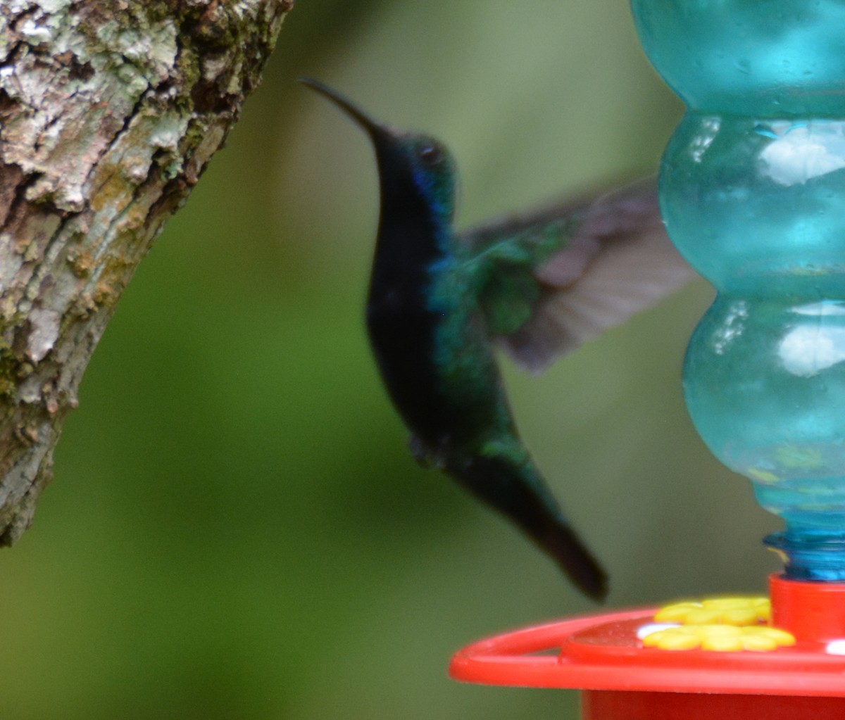 Black-throated Mango - ML646153050