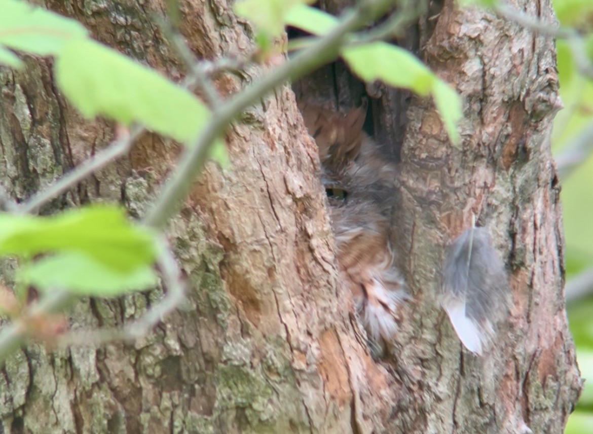 Eastern Screech-Owl - ML646153059