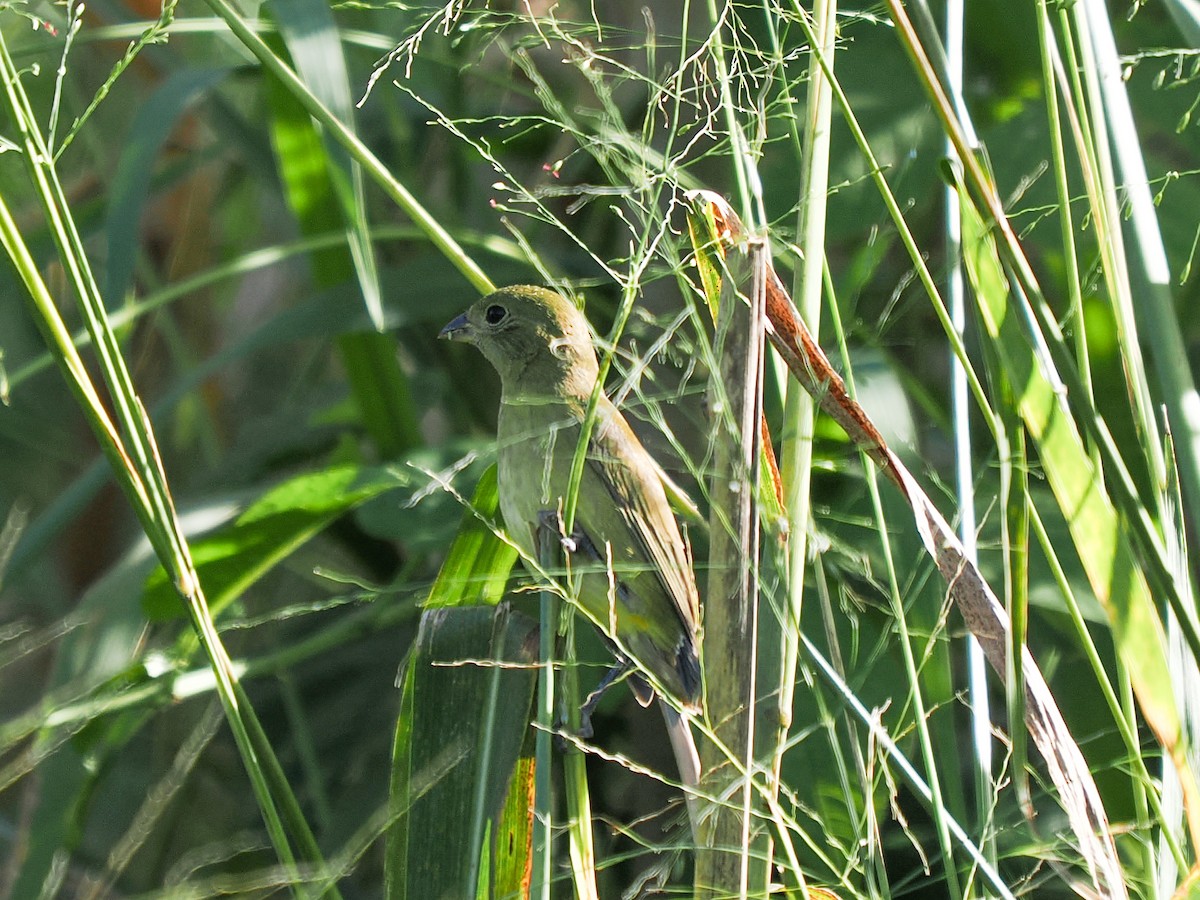 Painted Bunting - ML646153063
