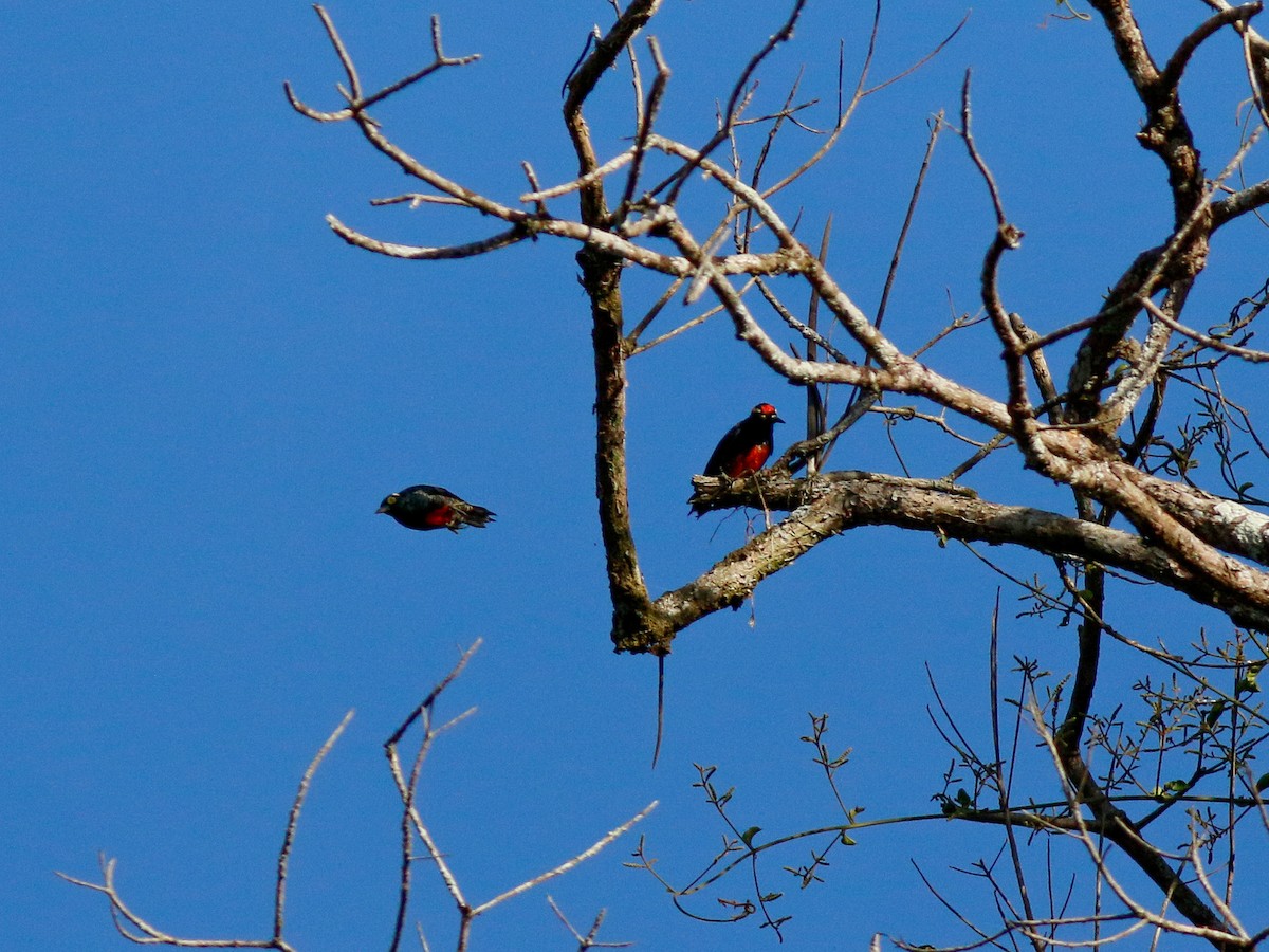 Yellow-tufted Woodpecker - ML646153064