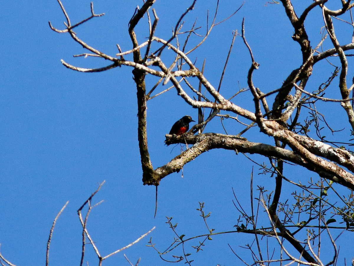 Yellow-tufted Woodpecker - ML646153065