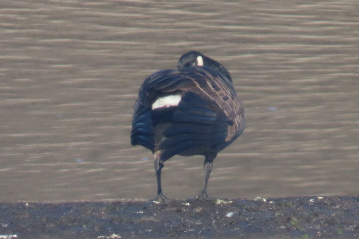 ברנטה קנדית - ML646153066