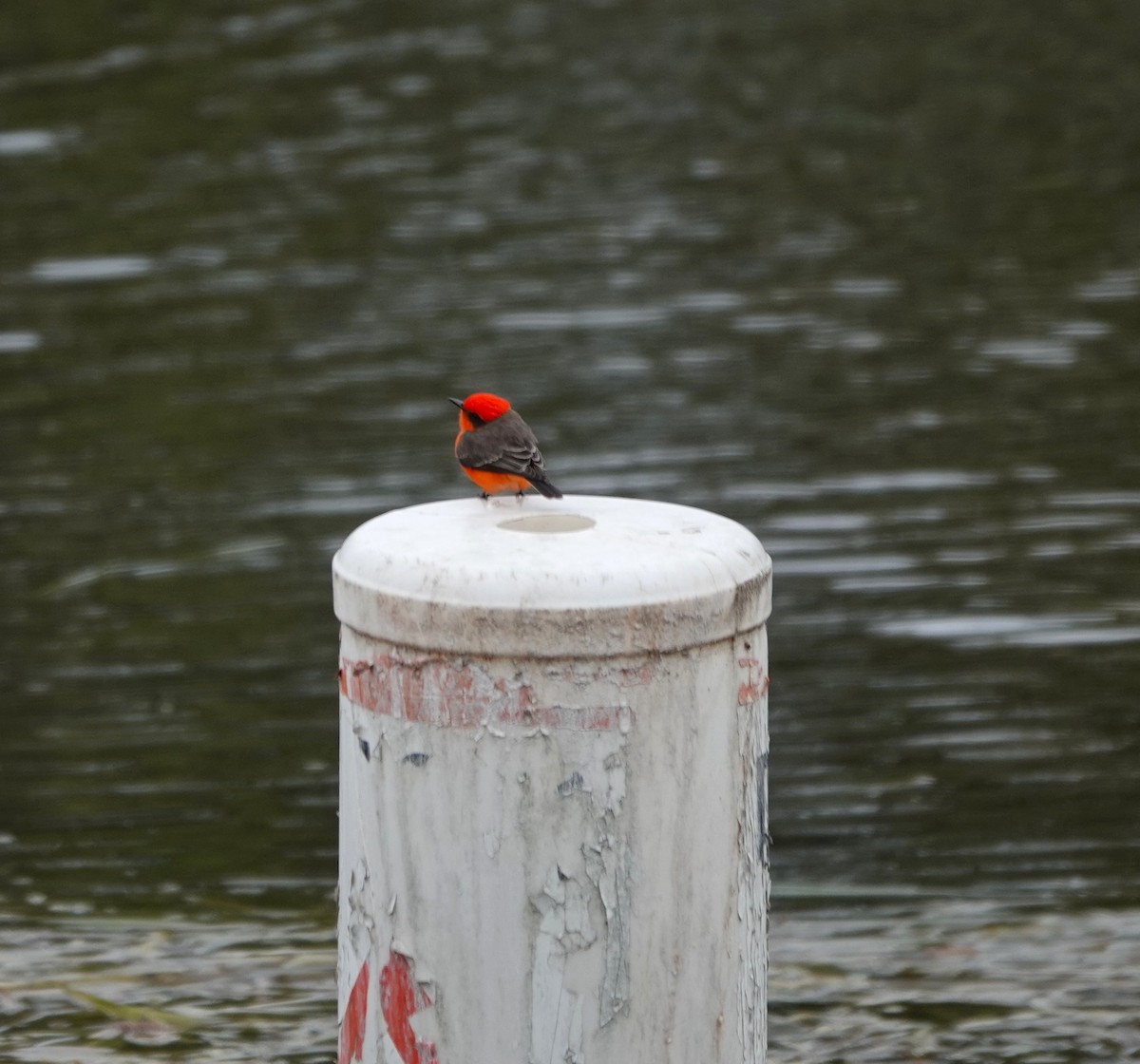 Vermilion Flycatcher - ML646153070