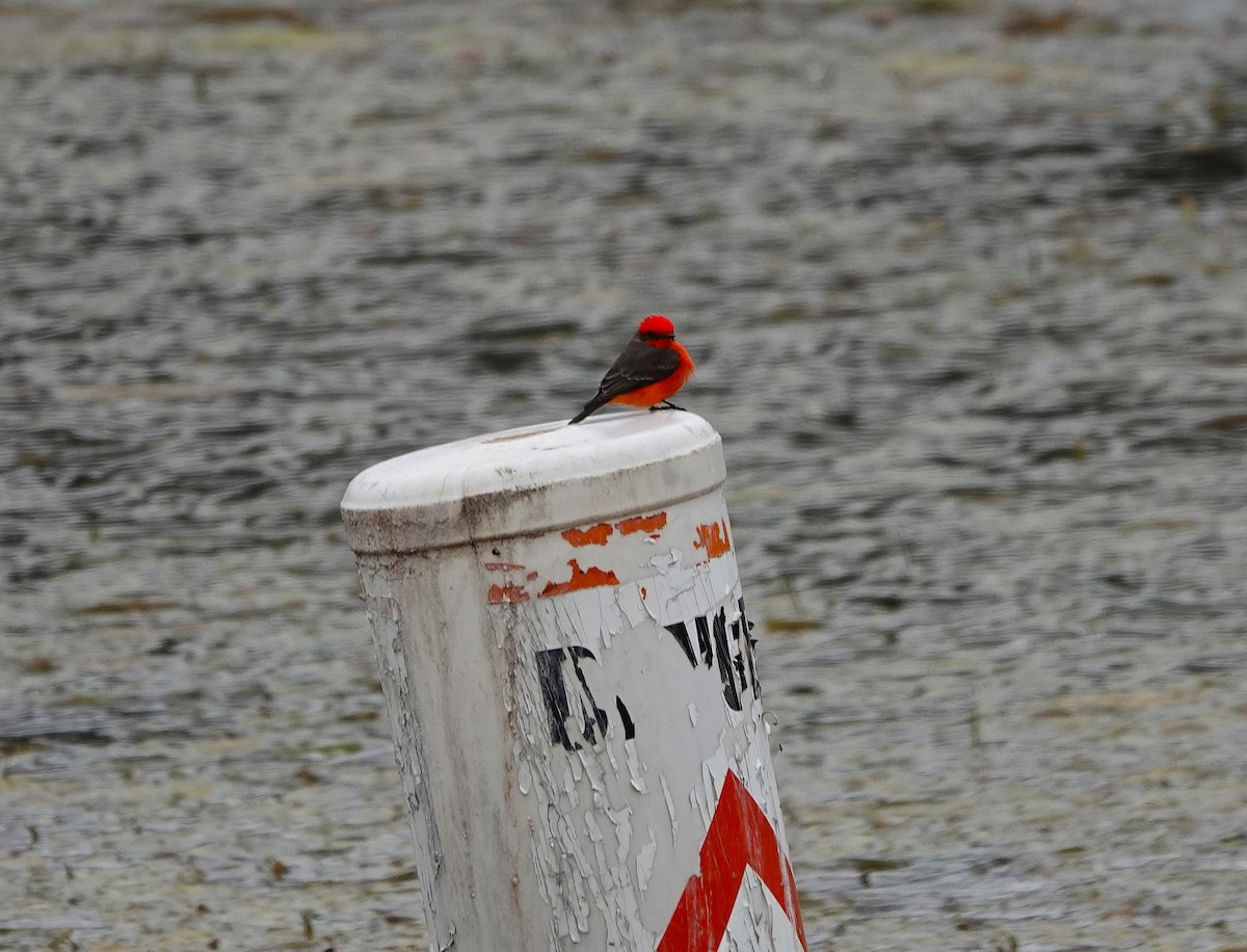 Vermilion Flycatcher - ML646153071