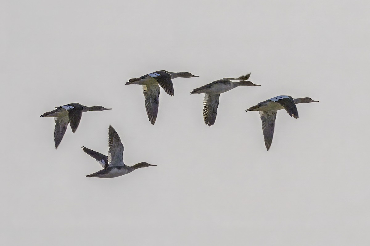 Red-breasted Merganser - ML646153072