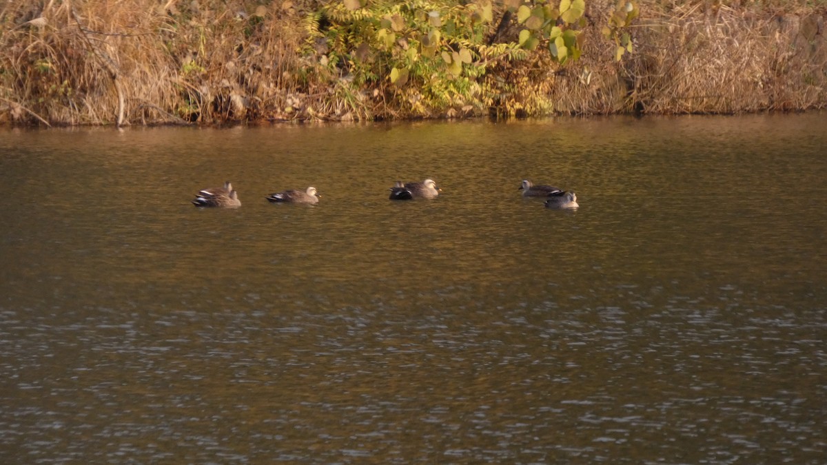 kachna čínská - ML646153078