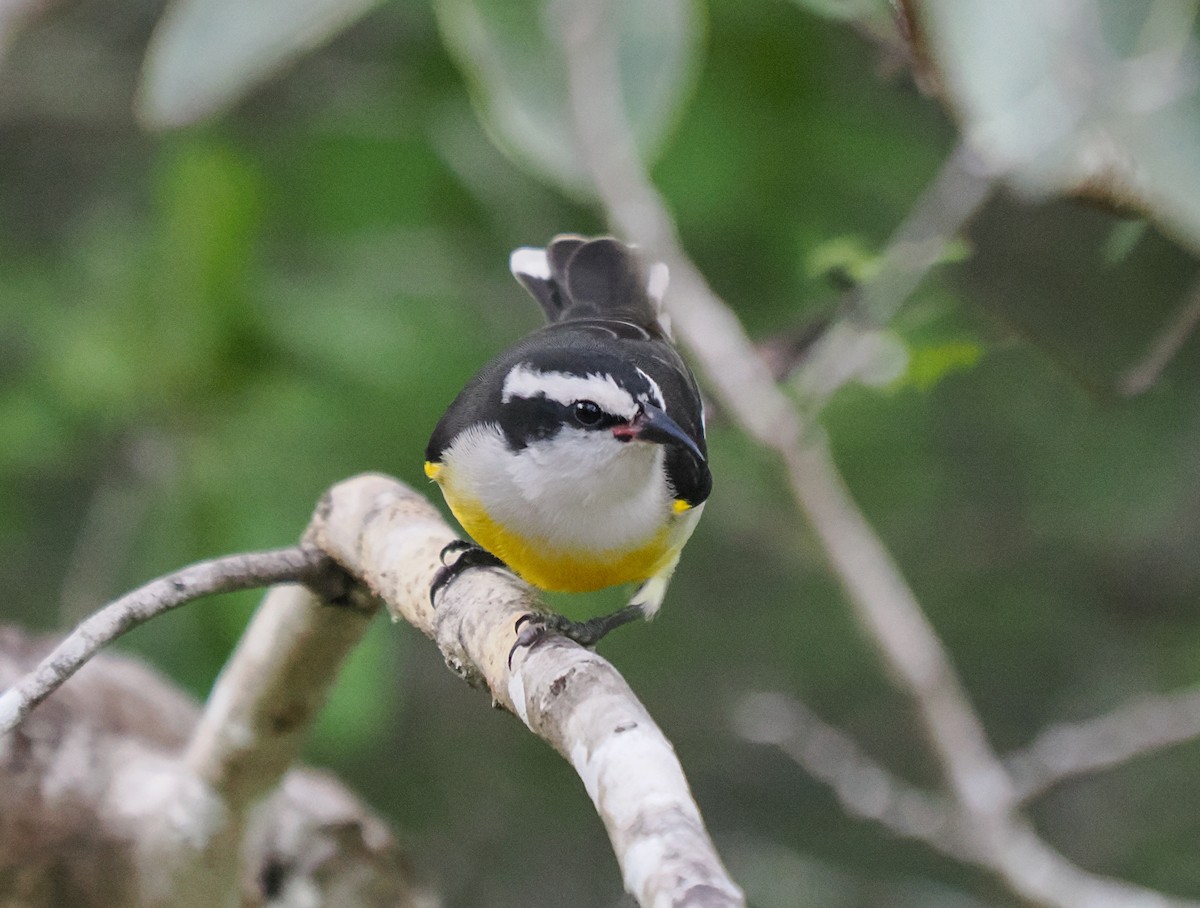 Bananaquit (Bahamas) - ML646153081