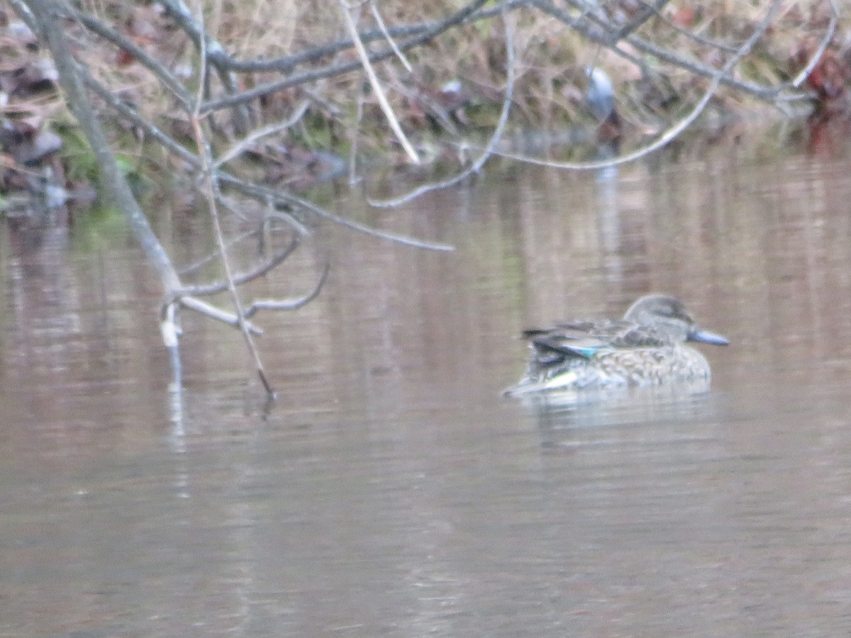 Green-winged Teal - ML646153082