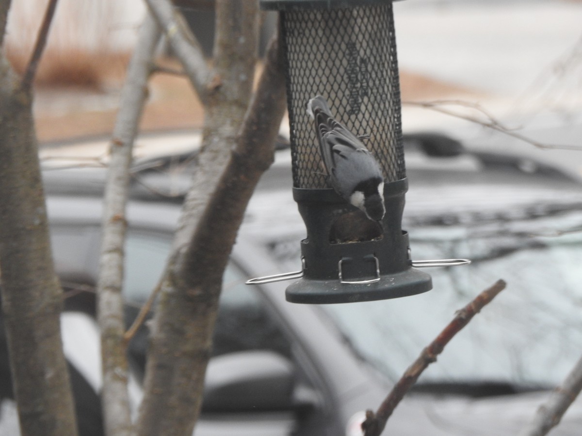 White-breasted Nuthatch - ML646153086