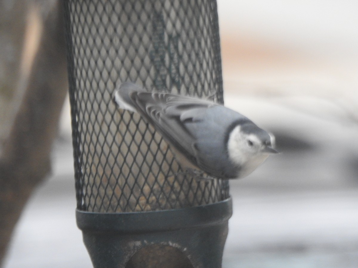 White-breasted Nuthatch - ML646153087