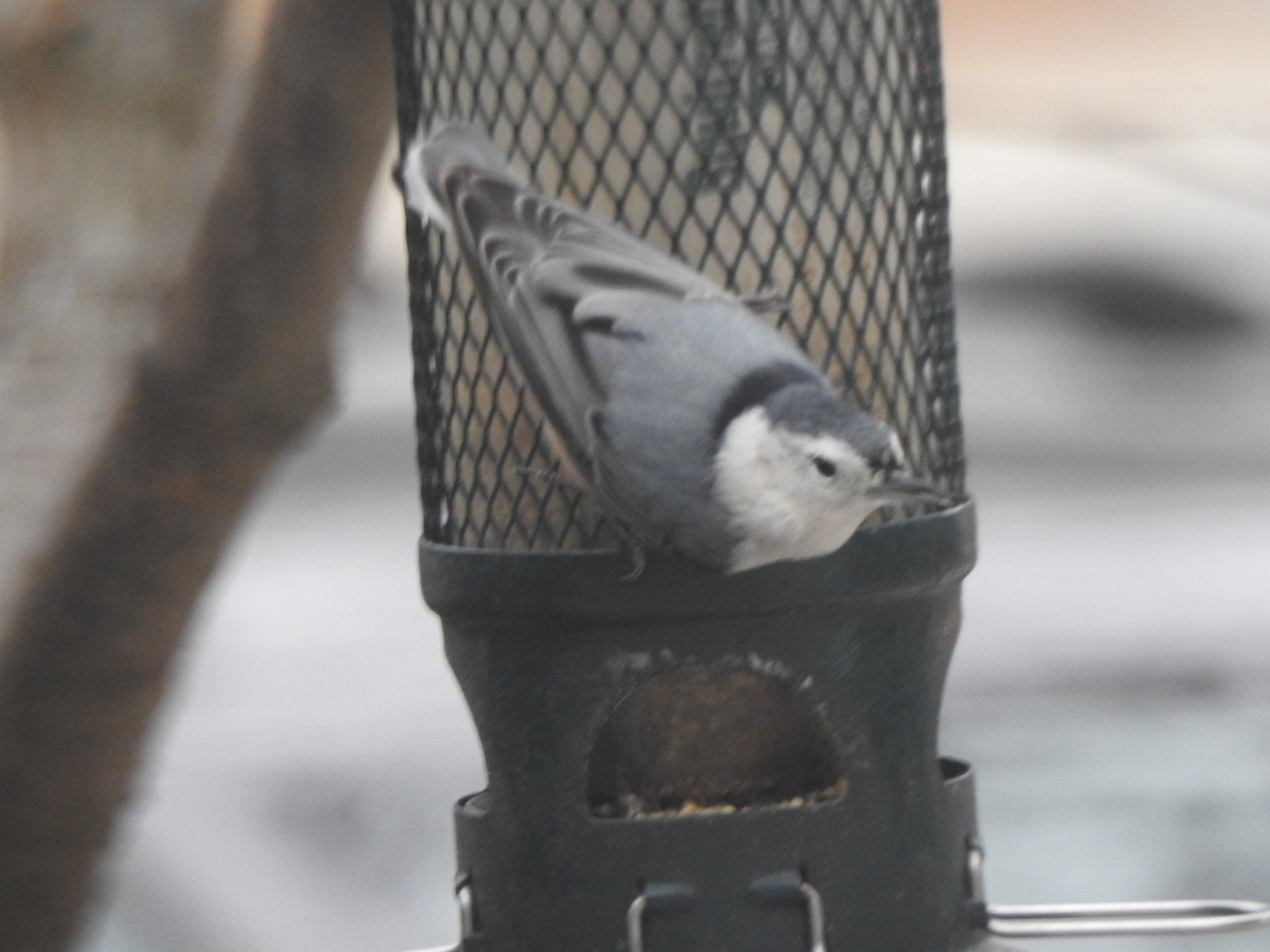 White-breasted Nuthatch - ML646153088
