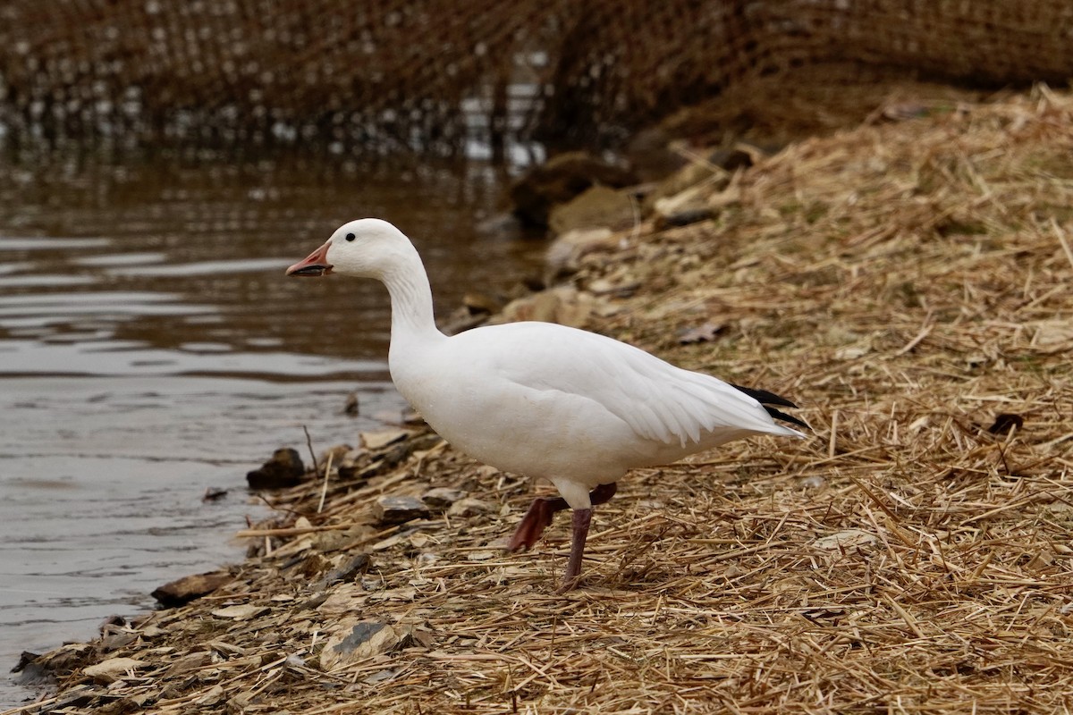 Snow Goose - ML646153097