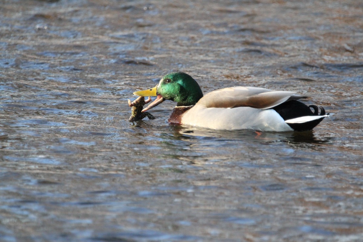 Mallard - ML646153098