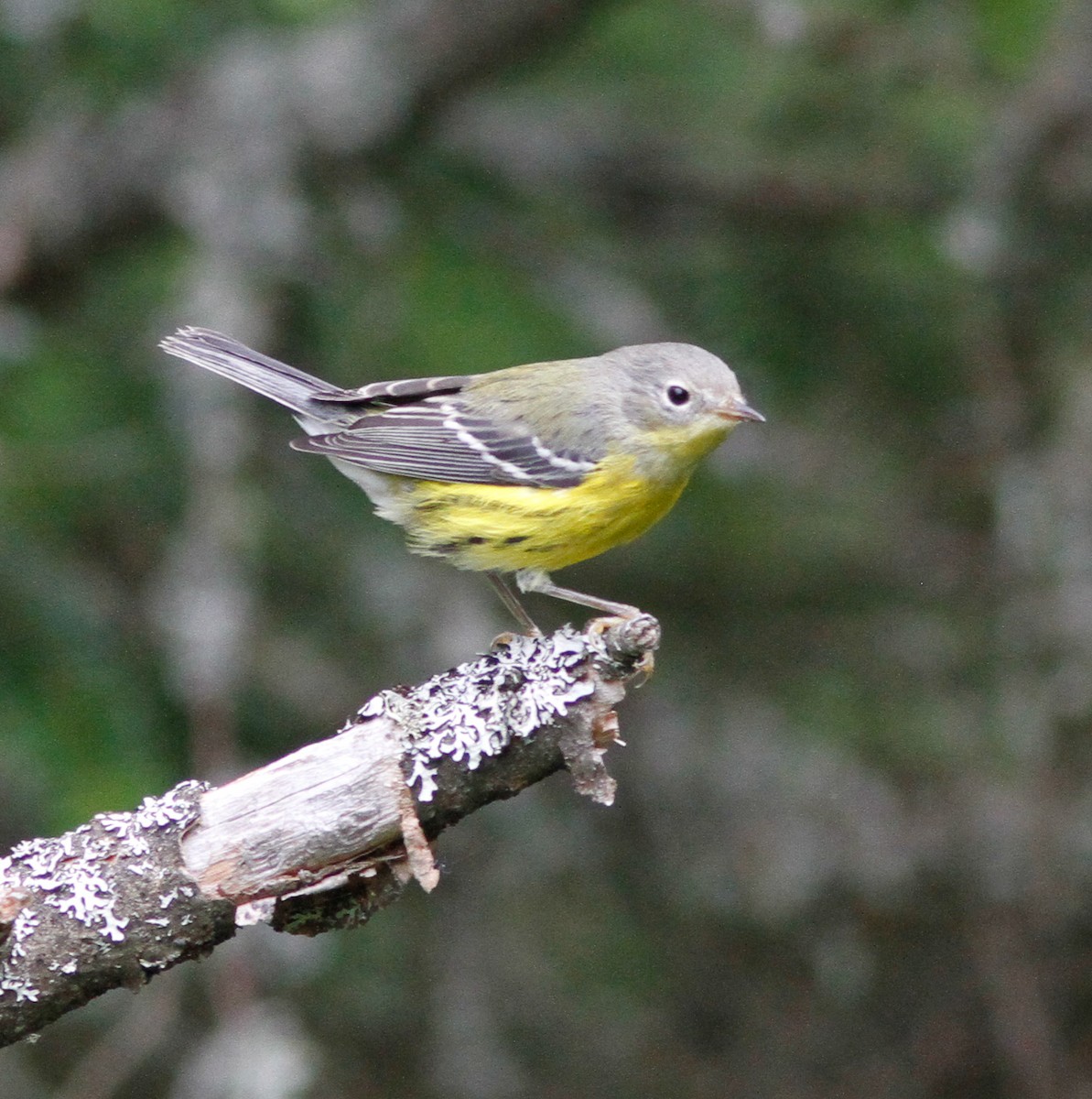 Magnolia Warbler - ML646153101