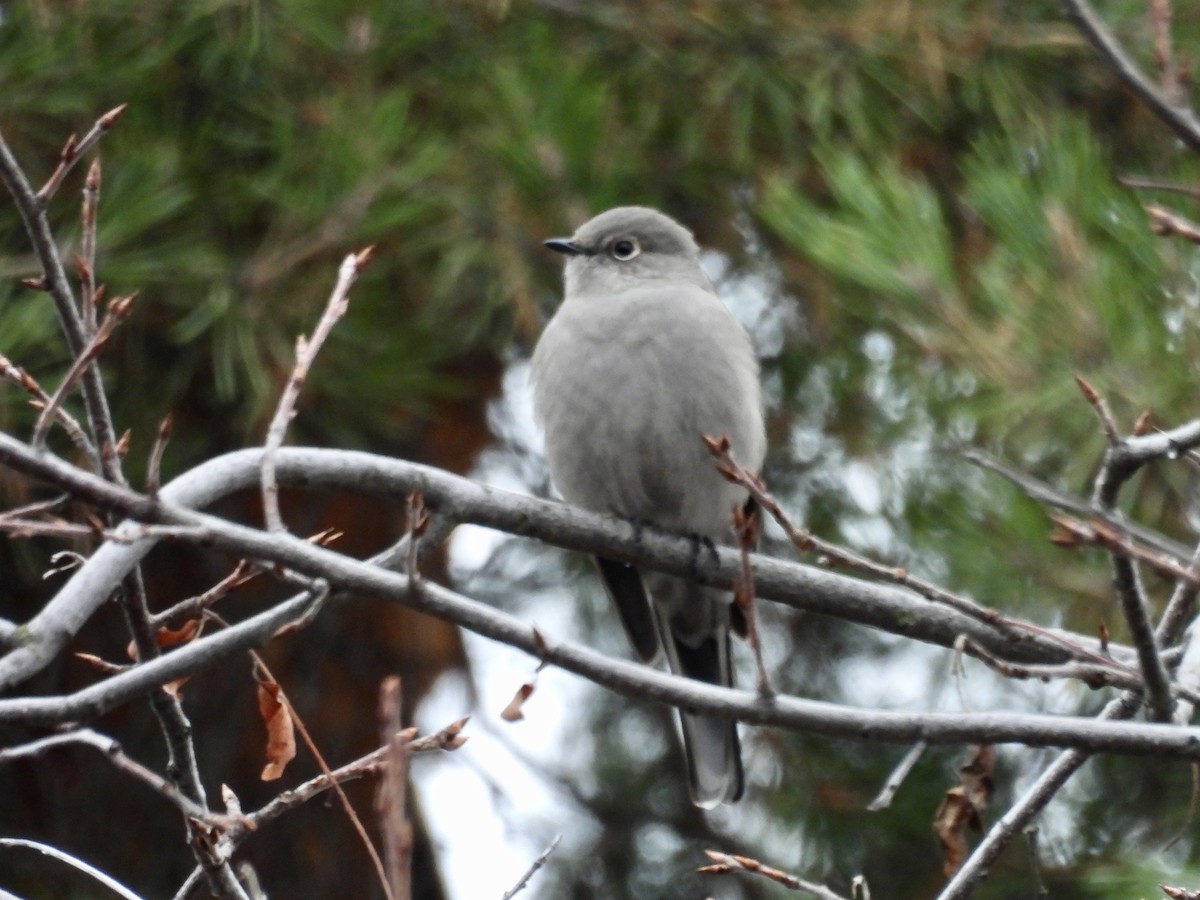 Townsend's Solitaire - ML646153103