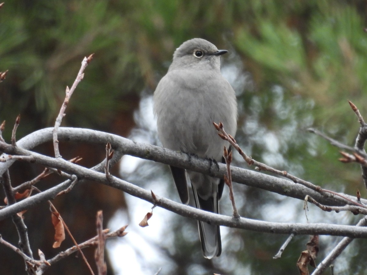 Townsend's Solitaire - ML646153104