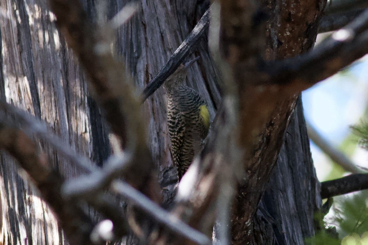 Williamson's Sapsucker - ML646153111