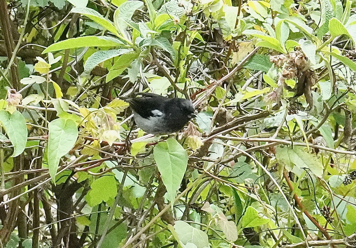 Gray-bellied Flowerpiercer - ML646153119