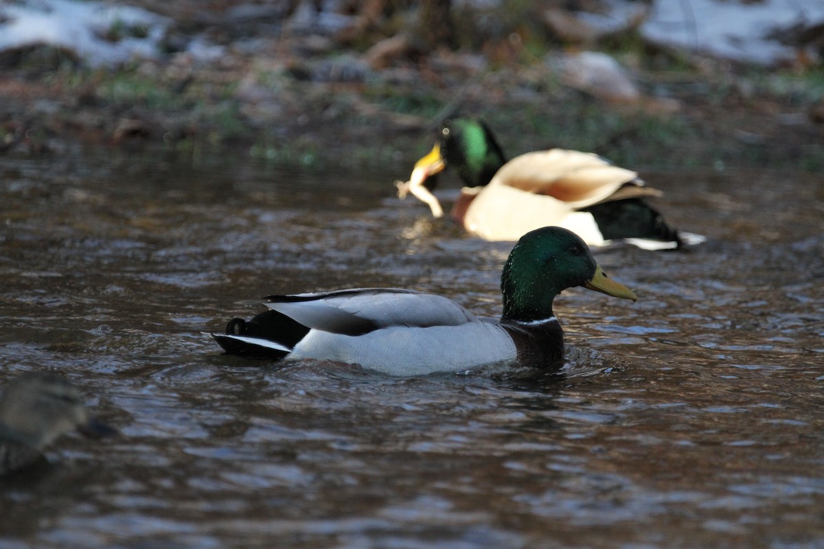 Mallard - ML646153121