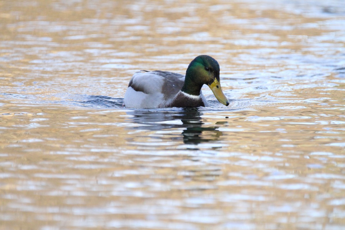 Mallard - ML646153122