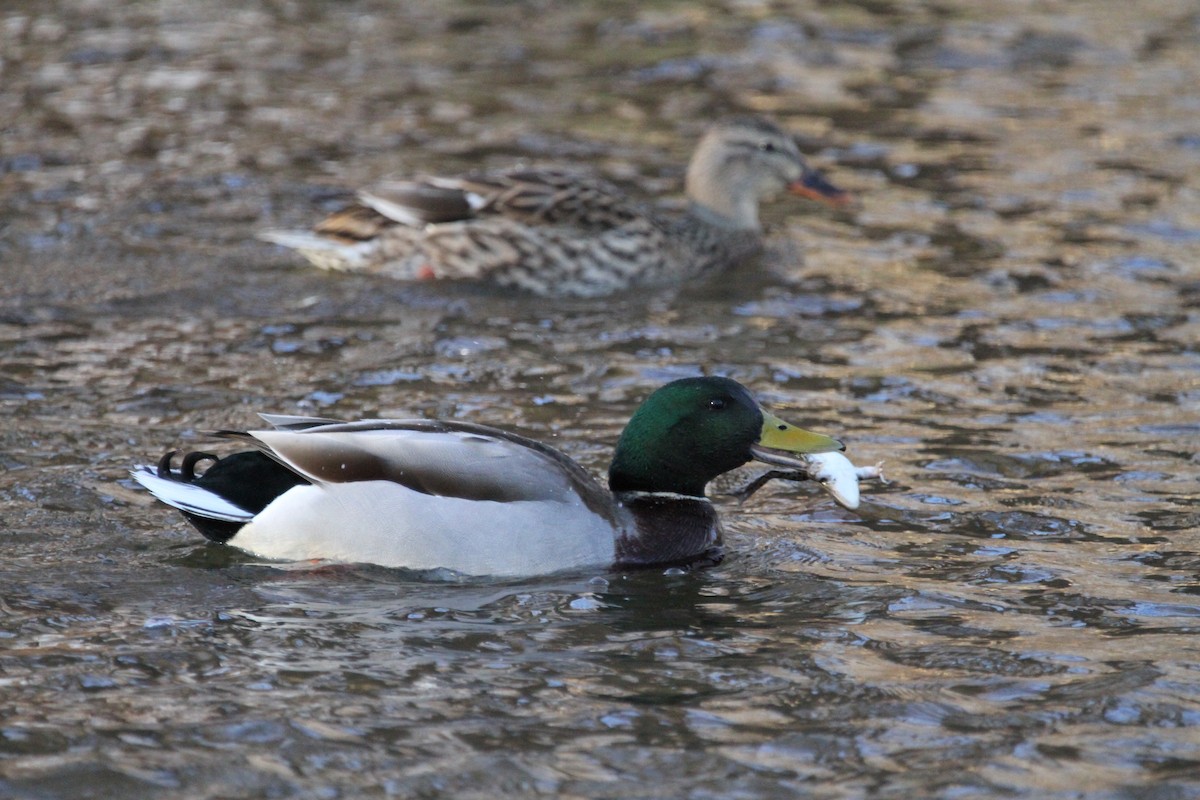 Mallard - ML646153123