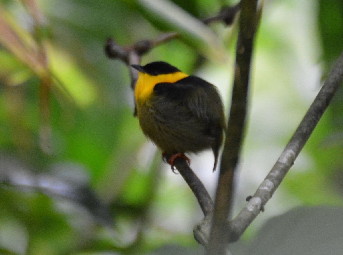 Golden-collared Manakin - ML646153129
