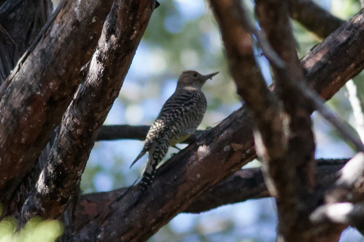 Williamson's Sapsucker - ML646153130